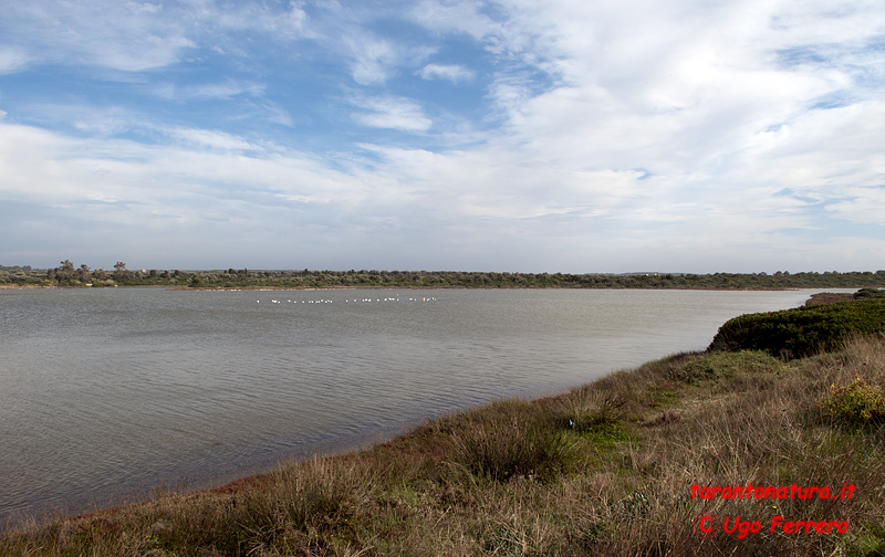 Un salina del salento